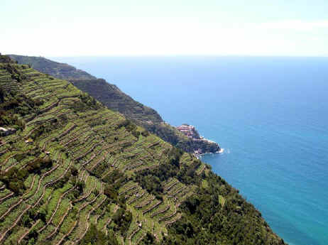 CinqueTerre terraces